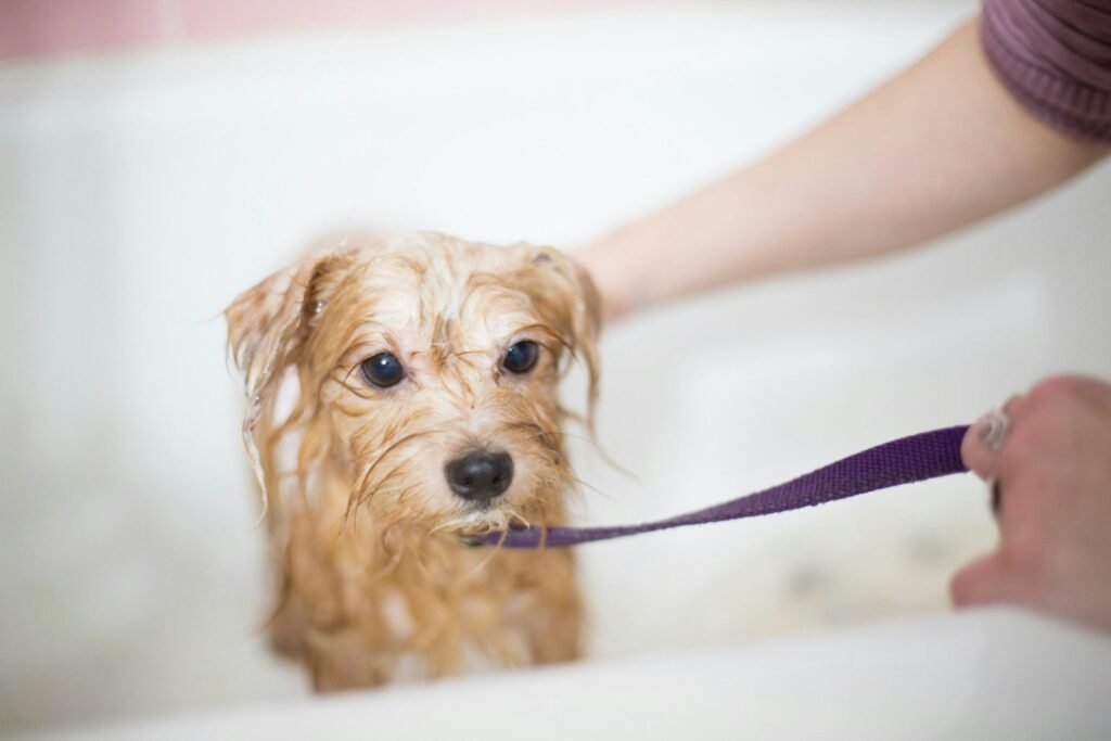 How Often Should You Wash Your Dog? A 2026 Guide by Coat Type