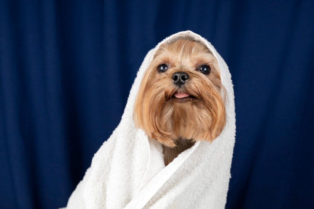 Dog Grooming Australia