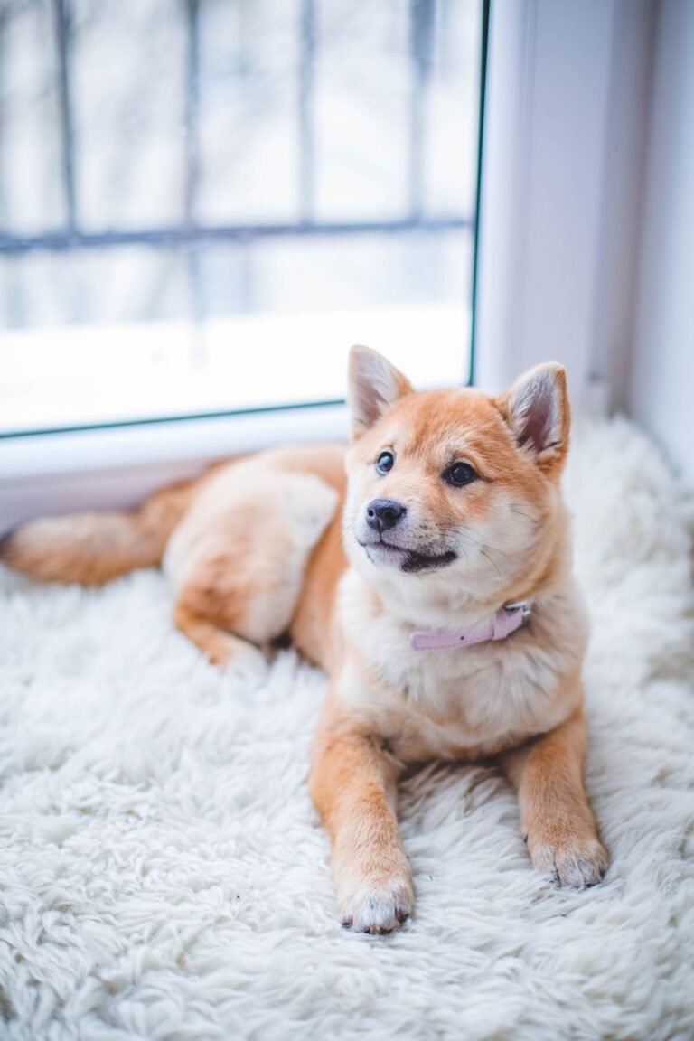 How to Prepare Your Dog for First Grooming: Step-by-Step Guide