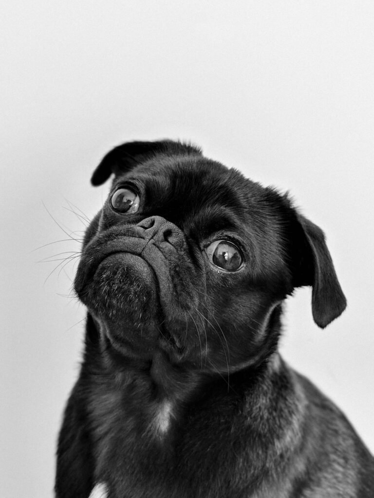 Is Dog Grooming Stressful for Dogs? What Helps and When to Worry
