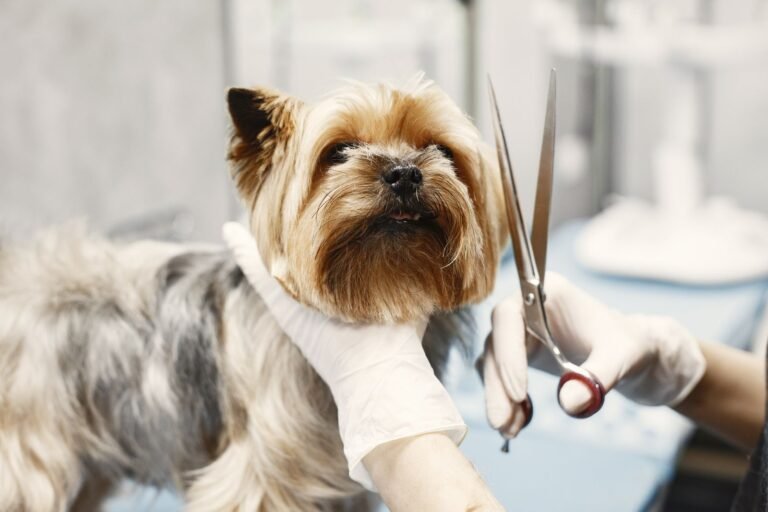 What to Expect First Time at Dog Groomer: Timeline and Tips