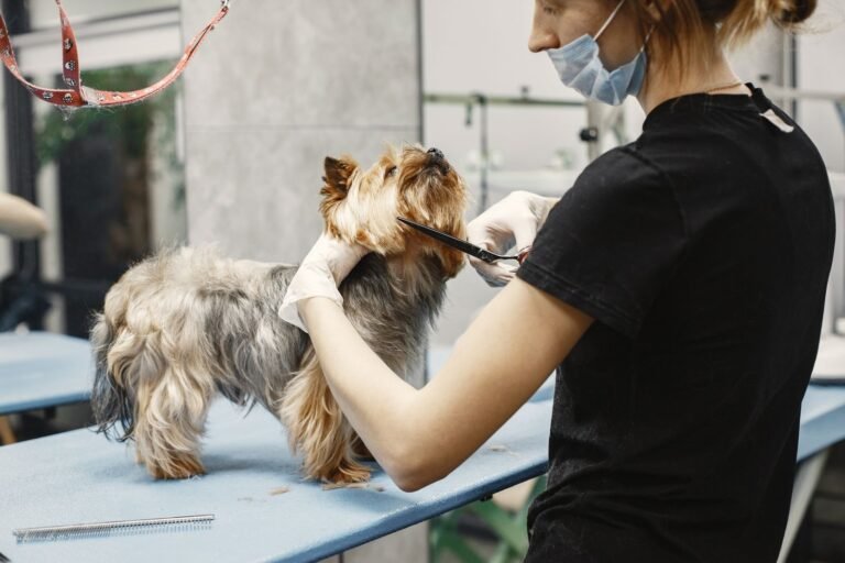 What Is Dog Grooming? Definition, Services, and Why It Matters