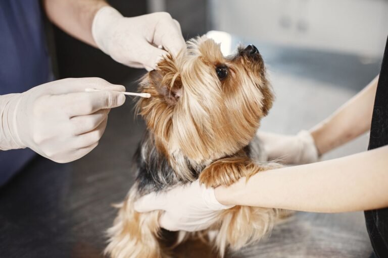 Dog Nail Clipping: Why It Matters, Costs, and When to See a Vet