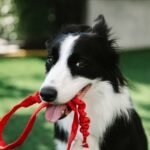 3-3-3 Rule for Dogs: Settling In Before Grooming