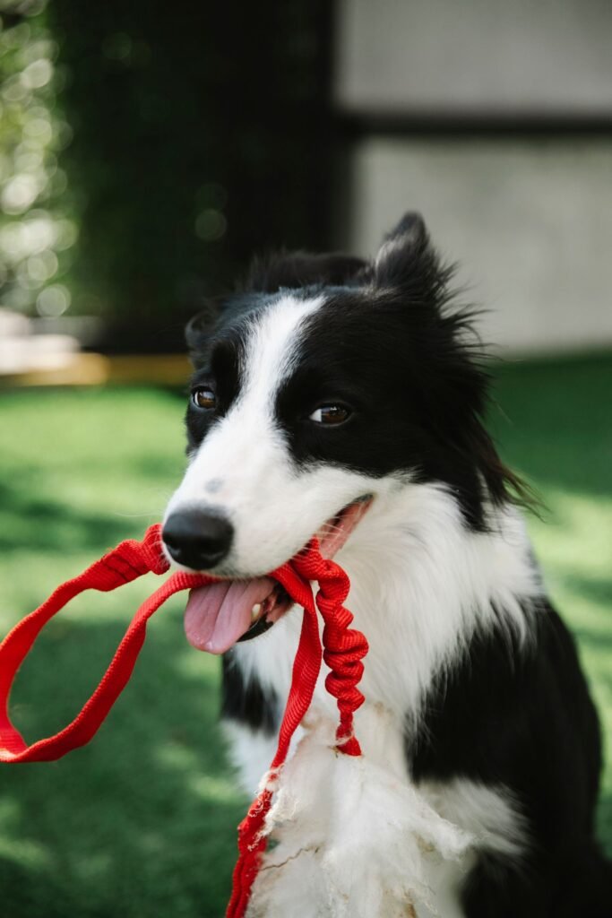 2026 Dog Grooming Price Guide: What to Pay in Australia