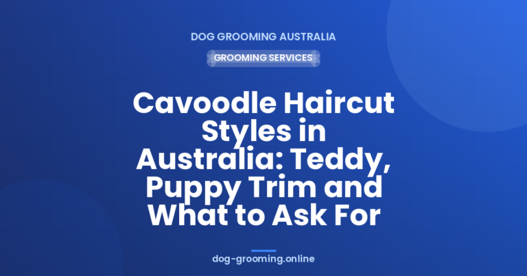 Cavoodle Haircut Styles in Australia: Teddy, Puppy Trim and What to Ask For