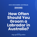 How Often Should You Groom a Labrador in Australia?