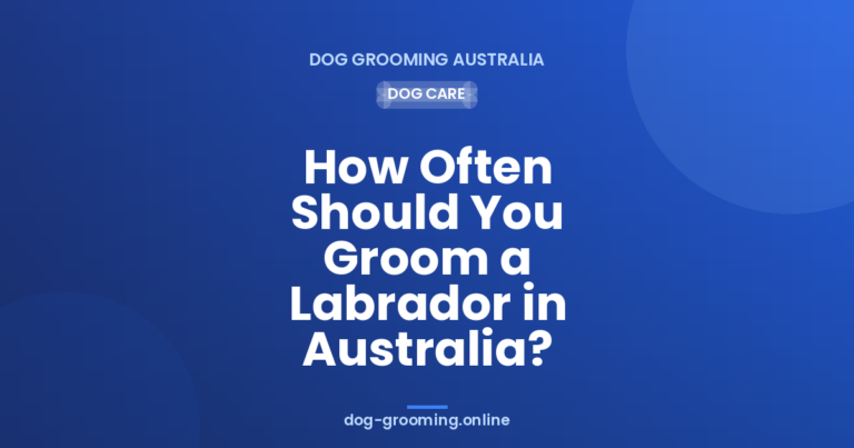 How Often Should You Groom a Labrador in Australia?