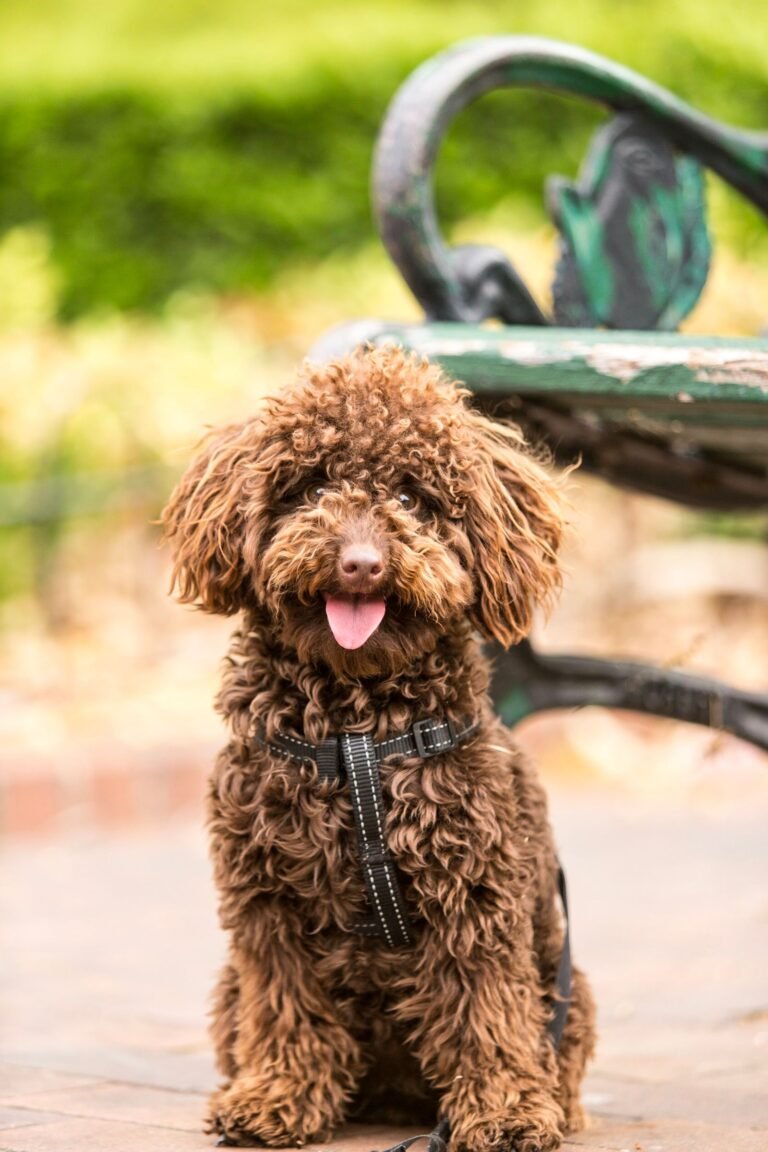 Why Is Dog Grooming Important? Health, Comfort, and Welfare