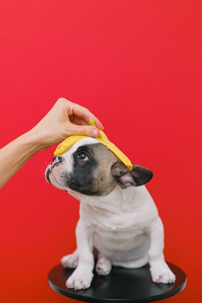 What Is a Sanitary Trim in Dog Grooming?