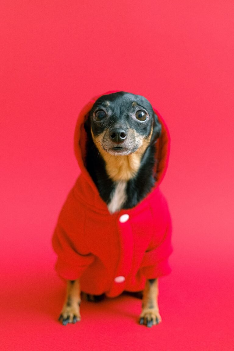 Does Pet Insurance Cover pet grooming in Australia?
