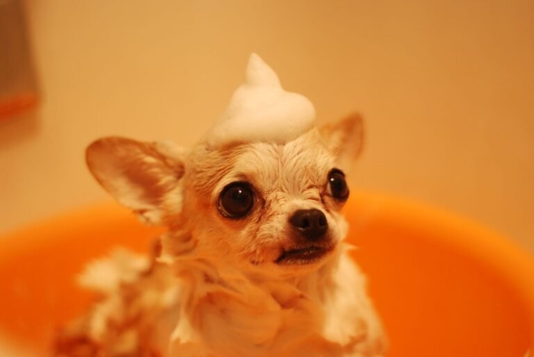 Dog Grooming Summer Coat Care in Australia: Heat, Shedding and Safe Trims