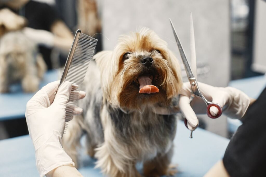 Why Is Dog Grooming So Expensive? What You Pay For in Australia