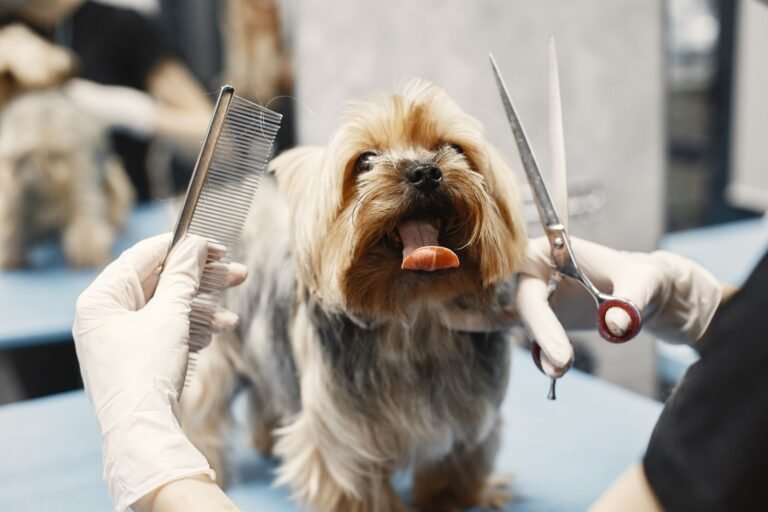 Why Is pet grooming So Expensive? What You Pay For in Australia