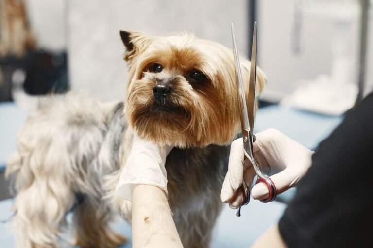 What Is a Sanitary Trim in Dog Grooming?