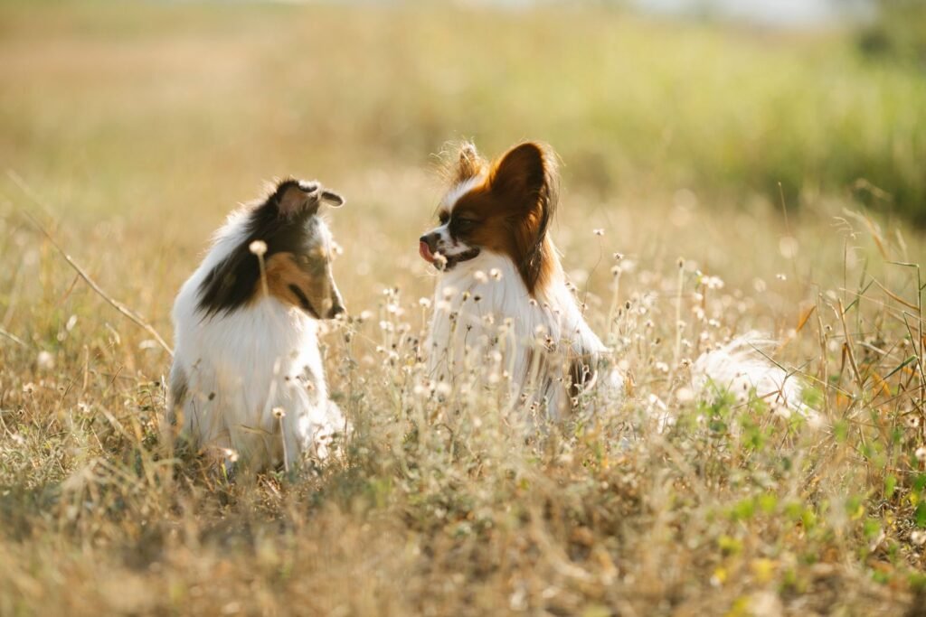 How to Calm Your Dog Before Grooming: Practical Steps That Work