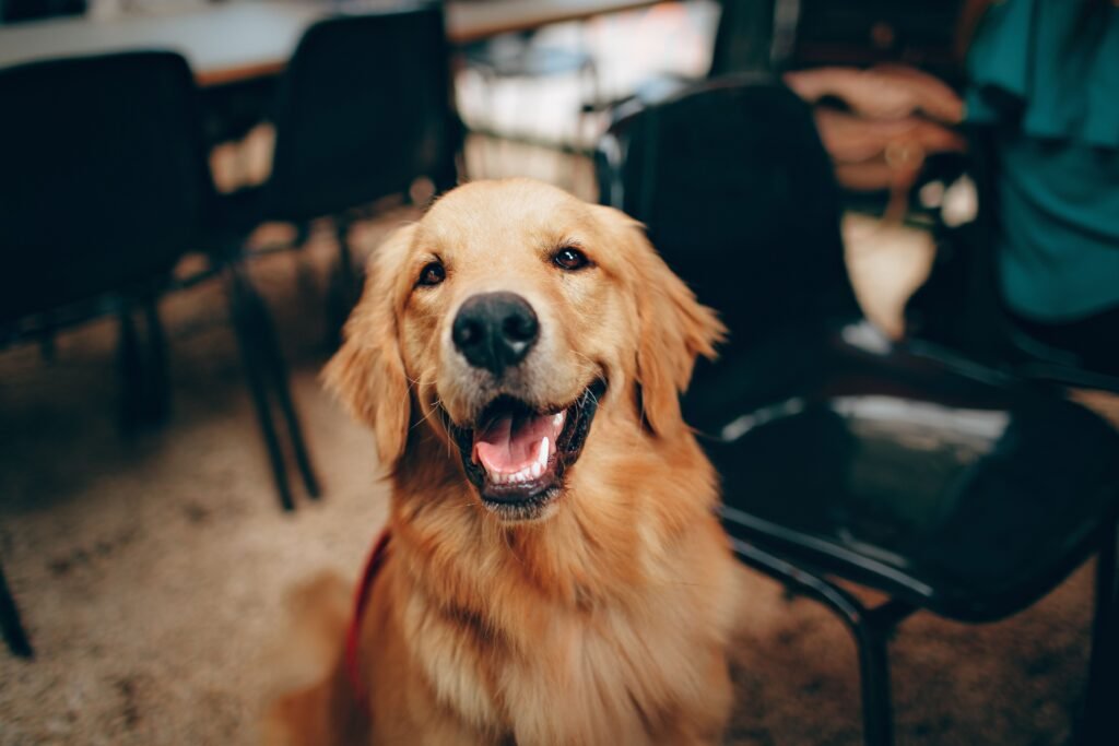 How Often to Groom Double-Coated Dogs in Australia