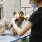 PIAA Pet Industry Achievement Awards Nominations Open for 2026