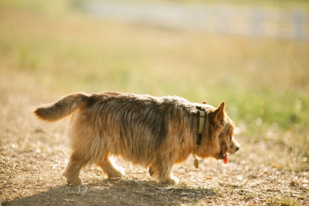Best Dog Groomers in Sydney: How to Shortlist Without the Hype