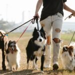 Mobile Dog Grooming Brisbane: Costs, Coverage and When It Fits