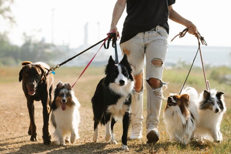 Mobile Dog Grooming Brisbane: Costs, Coverage and When It Fits