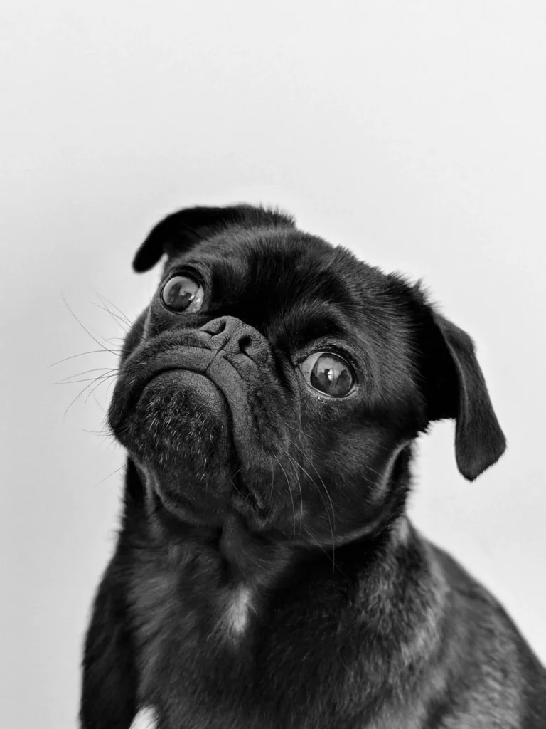 Black Pug looking upwards in a monochrome portrait