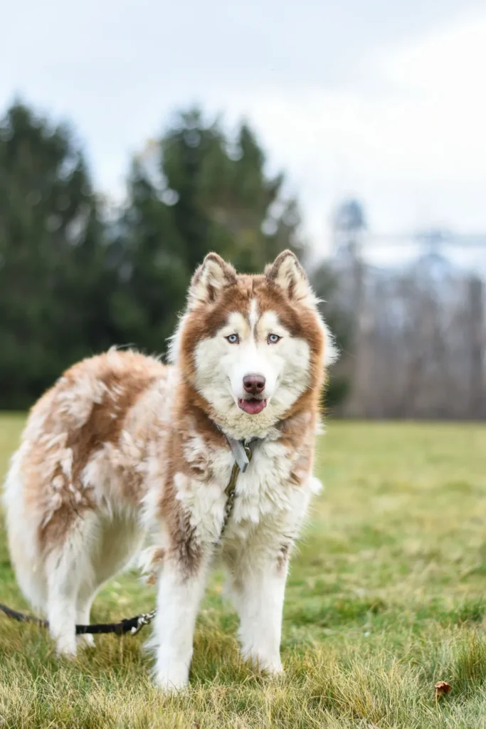 Siberian Husky standing on grass with a thick double coat