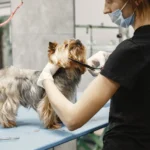 Groomer trimming a Yorkshire Terrier in a salon