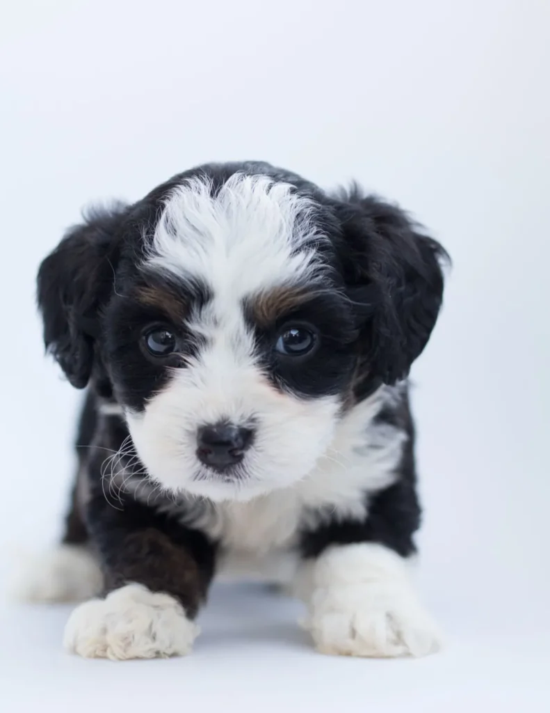 Small black-and-white curly-coated puppy