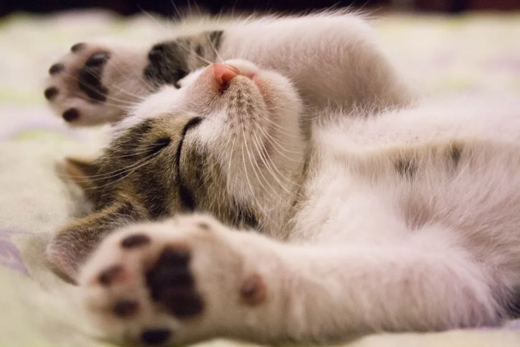 Cat resting on a carpet with its paws raised