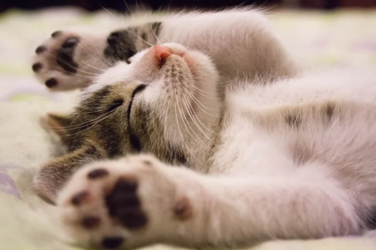 Cat resting on a carpet with its paws raised
